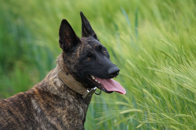 K9-web